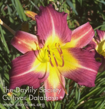 Daylily Summer Lavender